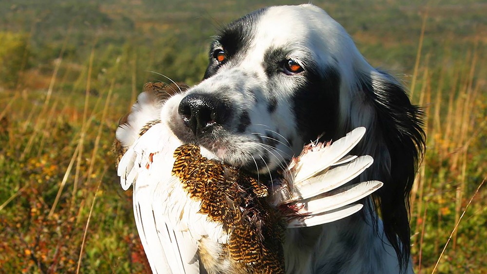 Rypejakt Fuglehund med rype i munnen