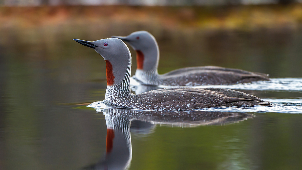 Smålom. Foto: Adobe Stock 2 Smålom. Foto: Adobe Stock
