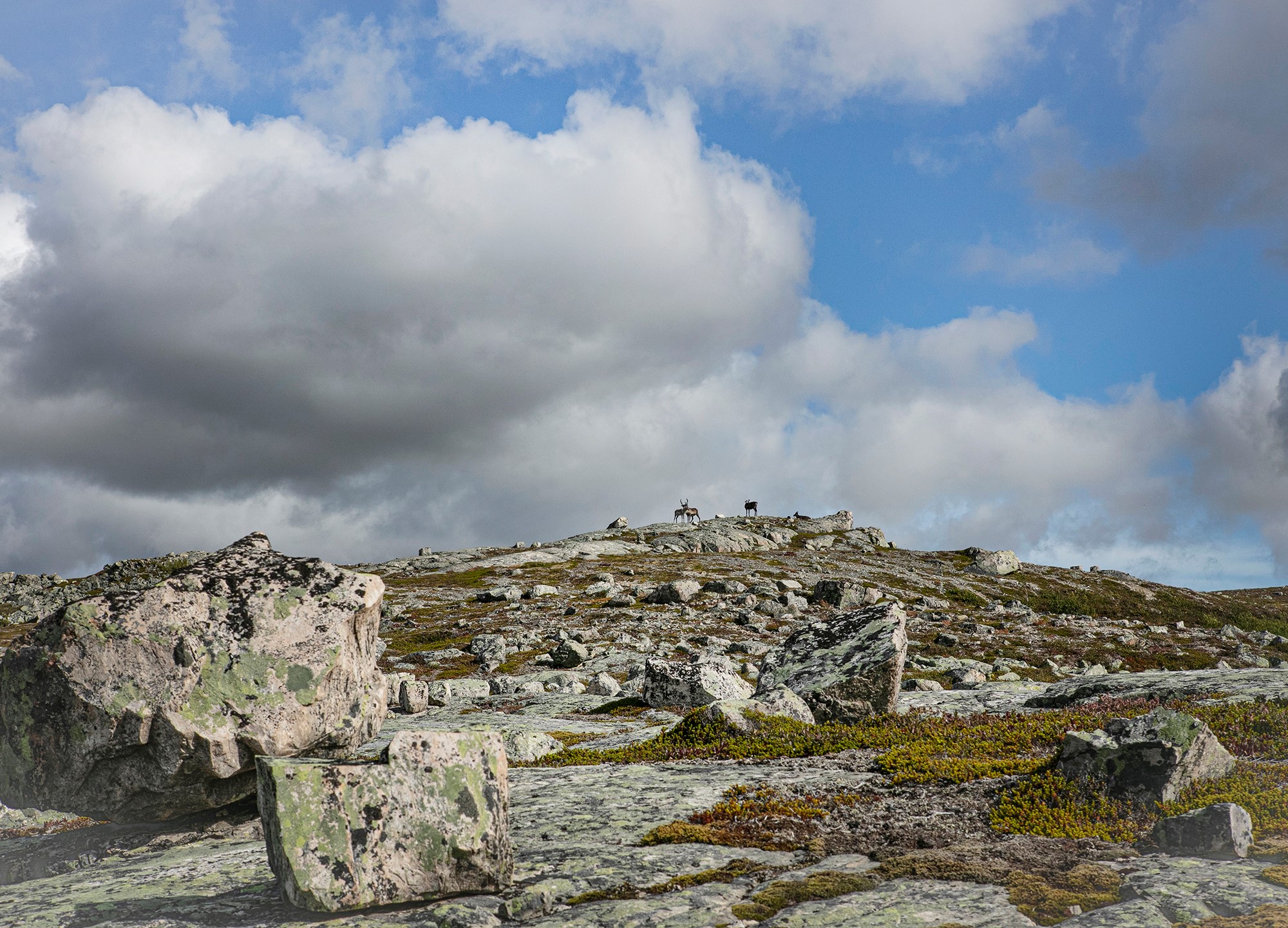 Reinsdyr på fjelltopp ved Møsjødalen. Foto Merete Lien Reinsdyr på fjelltopp ved Møsjødalen. Foto Merete Lien