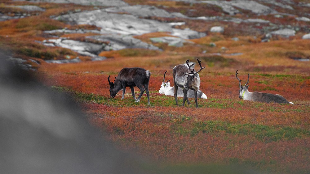 Reinsdyr i Tydal. Foto: Adobe Stock Reinsdyr i Tydal. Foto: Adobe Stock