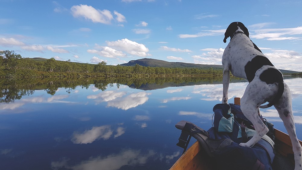 Fuglehund som skuer utover hyllingen