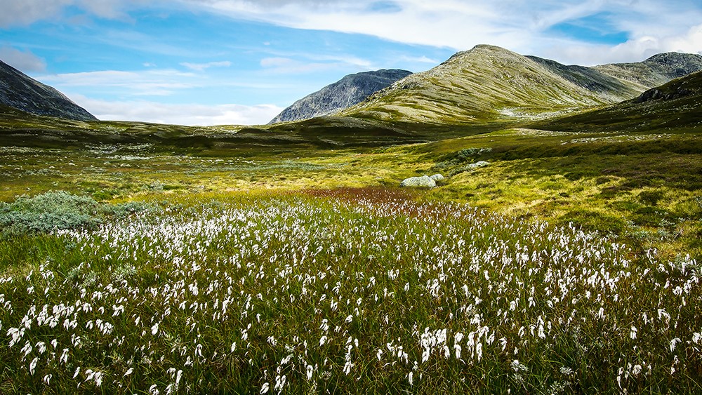 Myrull i SKarddøra
